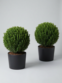 Benkomasaki Spindle Ball Topiary Pair - Benka & Saki