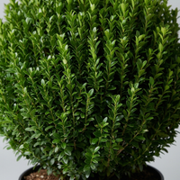 Benkomasaki Spindle Ball Topiary Pair - Benka & Saki