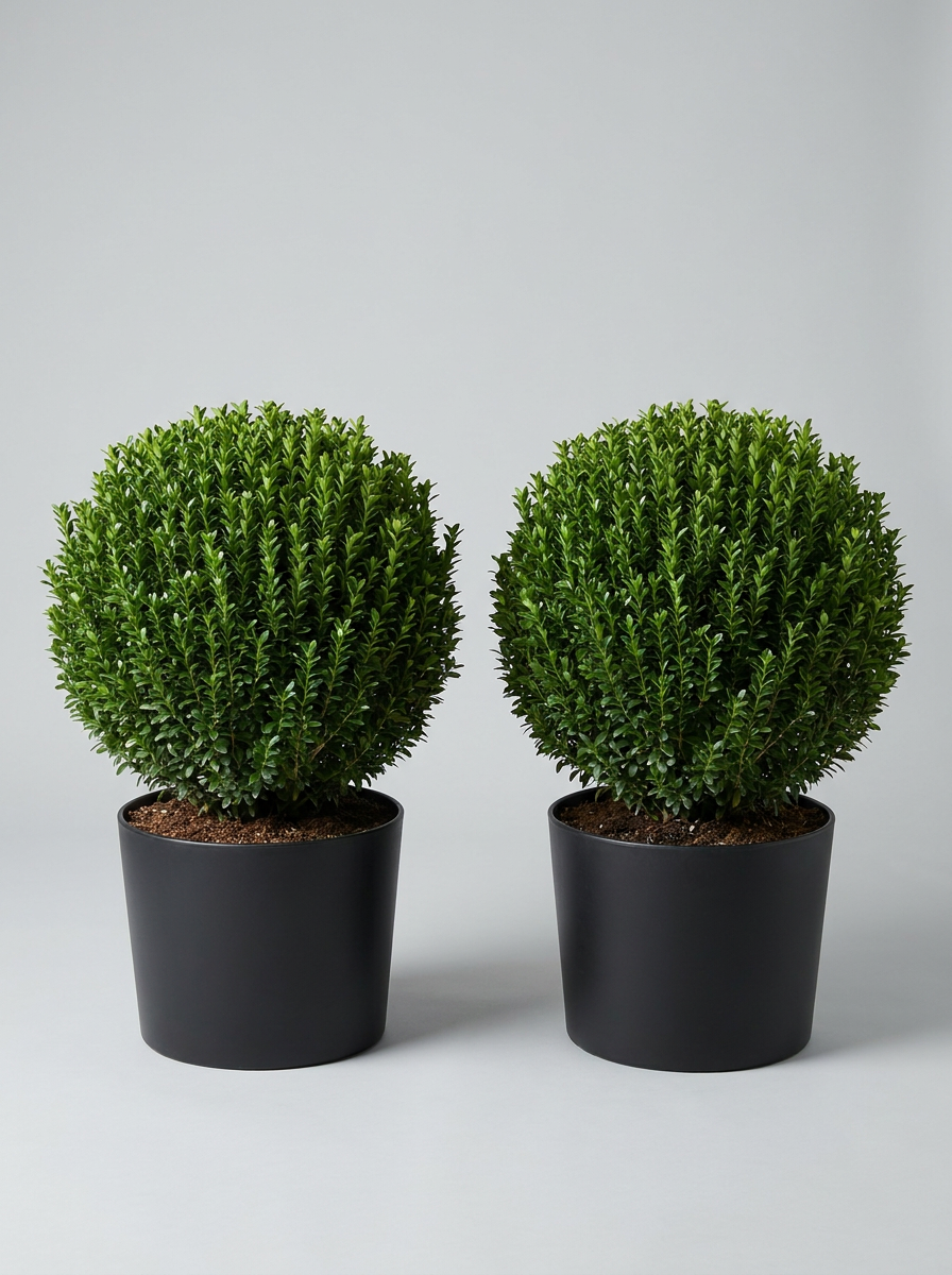 Benkomasaki Spindle Ball Topiary Pair - Benka & Saki