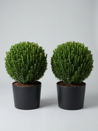 Benkomasaki Spindle Ball Topiary Pair - Benka & Saki