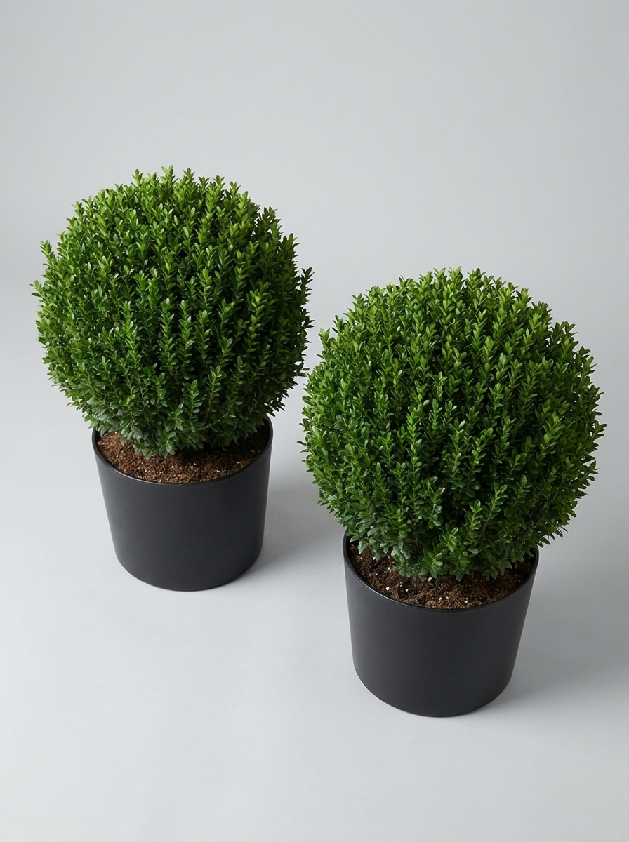 Benkomasaki Spindle Ball Topiary Pair - Benka & Saki