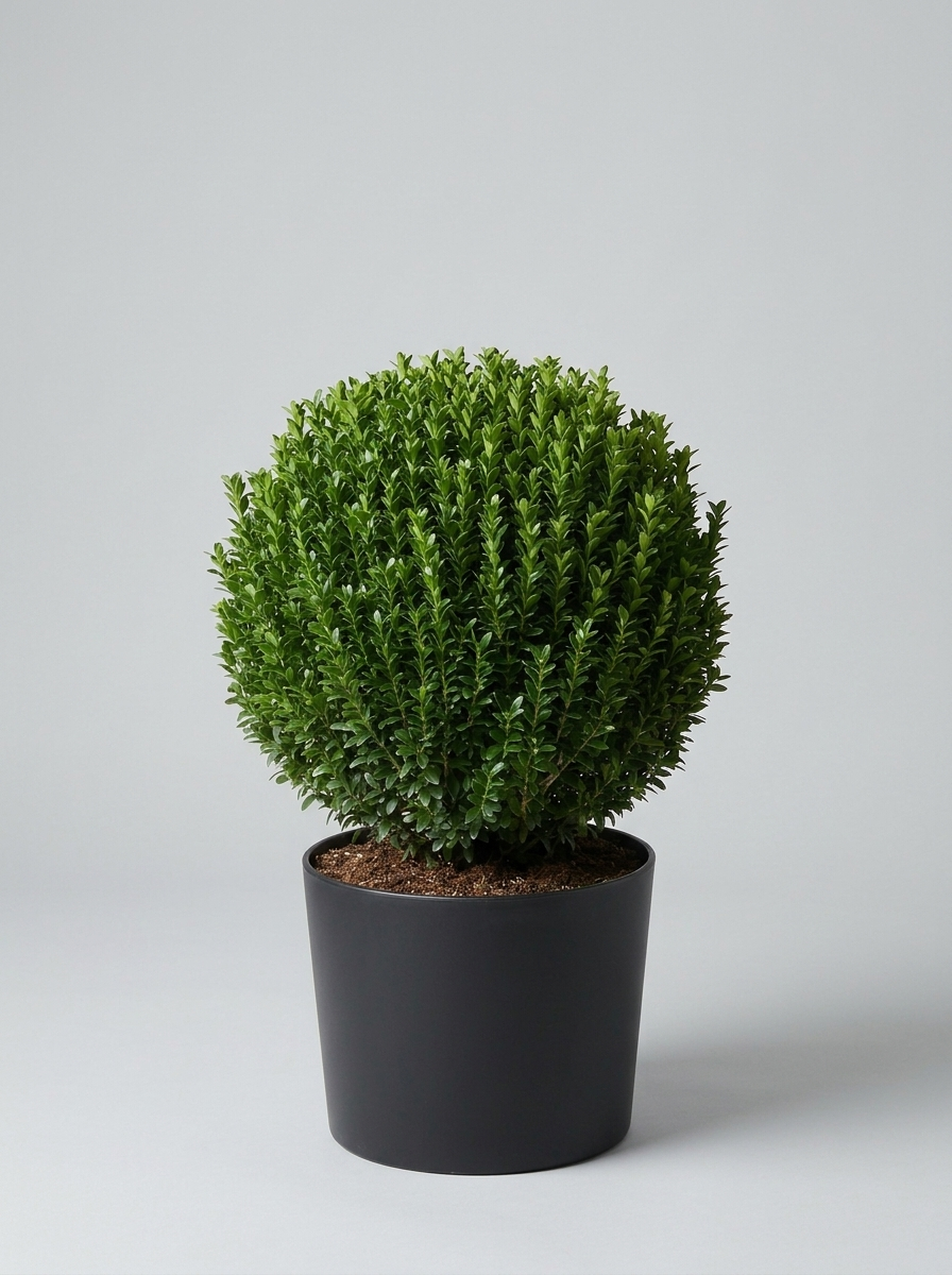 Benkomasaki Spindle Ball Topiary Pair - Benka & Saki