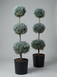 Blue Arizona Cypress Multi-Ball Topiary Pair - Nimbus & Azure