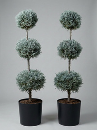 Blue Arizona Cypress Multi-Ball Topiary Pair - Nimbus & Azure
