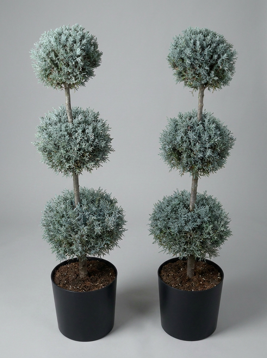 Blue Arizona Cypress Multi-Ball Topiary Pair - Nimbus & Azure