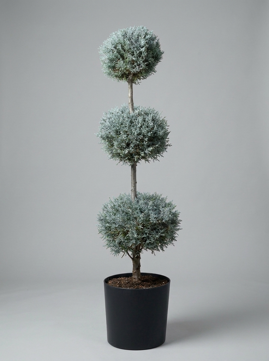 Blue Arizona Cypress Multi-Ball Topiary Pair - Nimbus & Azure