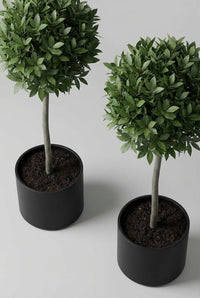 Studio · Looking down on the bay pair, crowns overlapping slightly above two pots of dark compost.