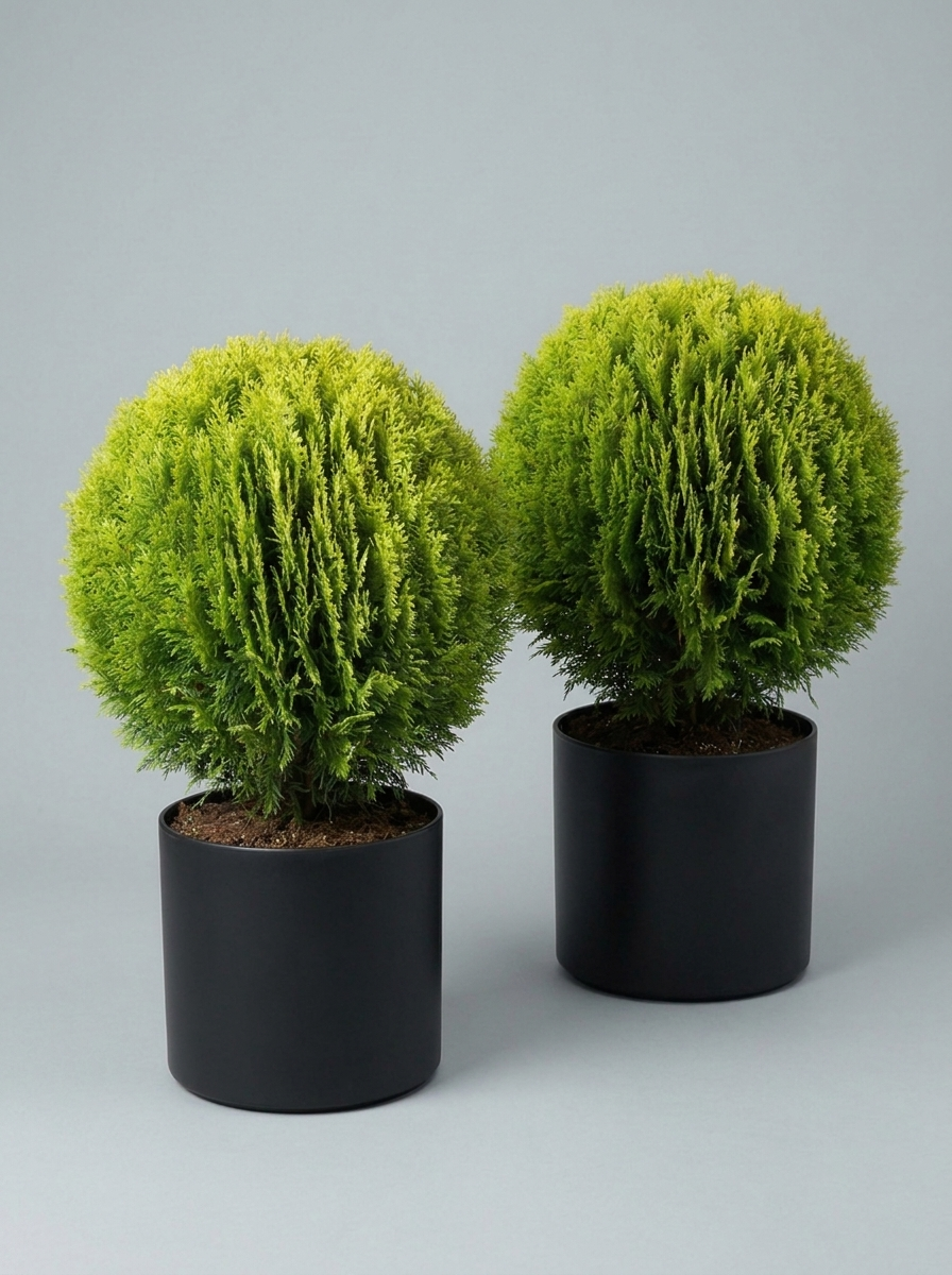 Compact Golden Thuja Ball Topiary Pair - Midas & Aurin