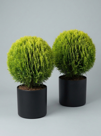Compact Golden Thuja Ball Topiary Pair - Midas & Aurin