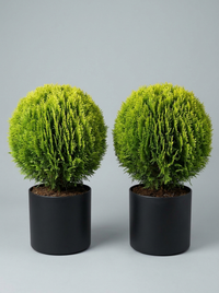 Compact Golden Thuja Ball Topiary Pair - Midas & Aurin