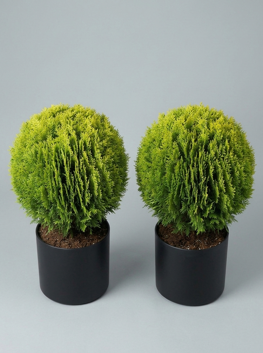 Compact Golden Thuja Ball Topiary Pair - Midas & Aurin