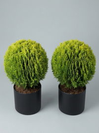 Compact Golden Thuja Ball Topiary Pair - Midas & Aurin