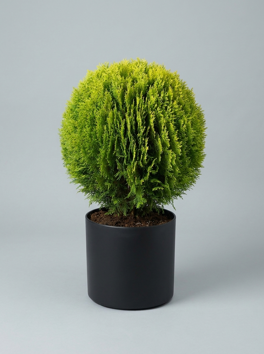 Compact Golden Thuja Ball Topiary Pair - Midas & Aurin