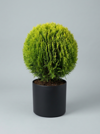 Compact Golden Thuja Ball Topiary Pair - Midas & Aurin