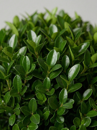 Delavay Privet Multi-Ball Topiary Pair - Orbis & Rondo