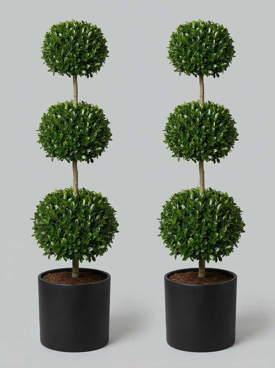 Delavay Privet Multi-Ball Topiary Pair - Orbis & Rondo