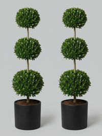 Delavay Privet Multi-Ball Topiary Pair - Orbis & Rondo