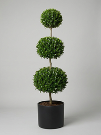 Delavay Privet Multi-Ball Topiary Pair - Orbis & Rondo