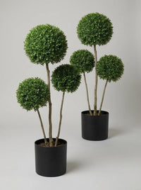 Delavay Privet Multi-Stem Balls Topiary Pair - Cumulo & Alto
