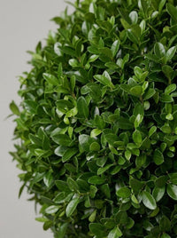 Delavay Privet Multi-Stem Balls Topiary Pair - Cumulo & Alto