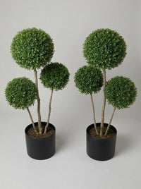 Delavay Privet Multi-Stem Balls Topiary Pair - Cumulo & Alto
