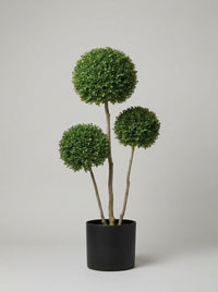 Delavay Privet Multi-Stem Balls Topiary Pair - Cumulo & Alto