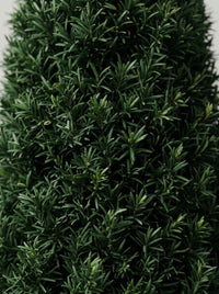English Yew Cone Topiary Pair - Vela & Spira