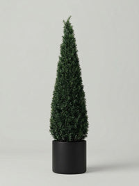 English Yew Cone Topiary Pair - Vela & Spira