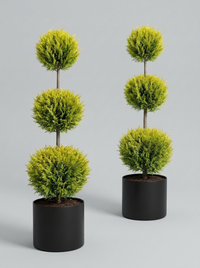 Gold Rider Leylandii Multi-Ball Topiary Pair - Solis & Lumen