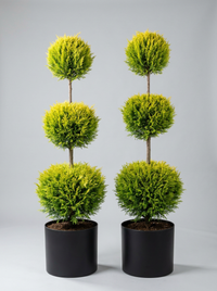Gold Rider Leylandii Multi-Ball Topiary Pair - Solis & Lumen