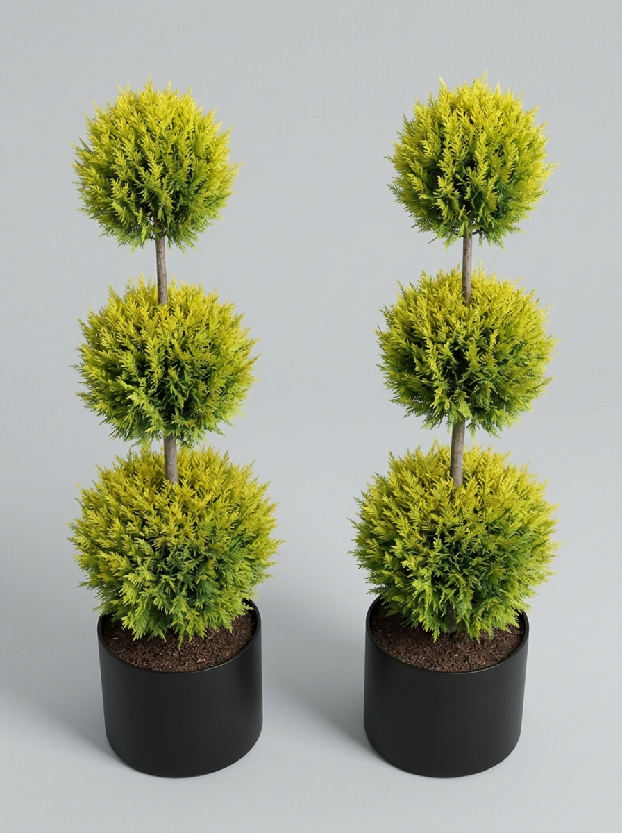 Gold Rider Leylandii Multi-Ball Topiary Pair - Solis & Lumen