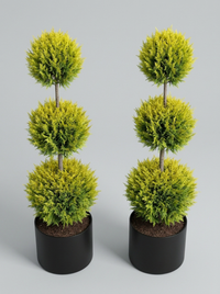 Gold Rider Leylandii Multi-Ball Topiary Pair - Solis & Lumen