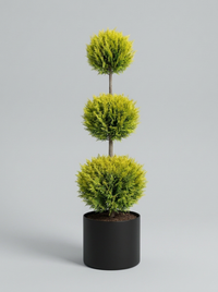 Gold Rider Leylandii Multi-Ball Topiary Pair - Solis & Lumen