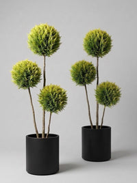 Gold Rider Leylandii Multi-Stem Balls Topiary Pair - Aurora & Helio