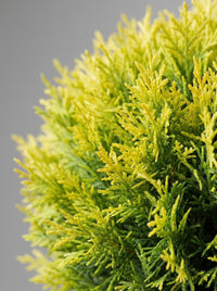 Gold Rider Leylandii Multi-Stem Balls Topiary Pair - Aurora & Helio