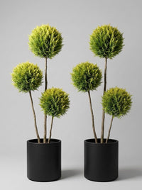 Gold Rider Leylandii Multi-Stem Balls Topiary Pair - Aurora & Helio