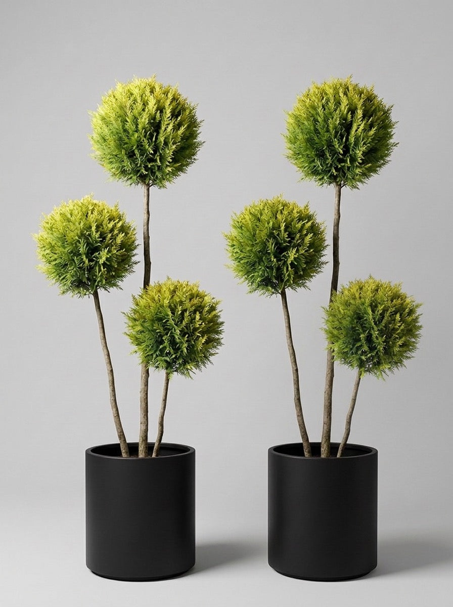 Gold Rider Leylandii Multi-Stem Balls Topiary Pair - Aurora & Helio