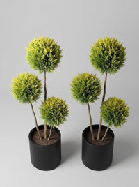Gold Rider Leylandii Multi-Stem Balls Topiary Pair - Aurora & Helio