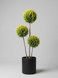 Gold Rider Leylandii Multi-Stem Balls Topiary Pair - Aurora & Helio