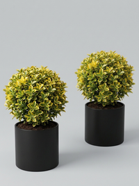 Golden Variegated Japanese Spindle Ball Topiary Pair - Aura & Lumo