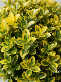 Golden Variegated Japanese Spindle Ball Topiary Pair - Aura & Lumo