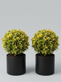 Golden Variegated Japanese Spindle Ball Topiary Pair - Aura & Lumo
