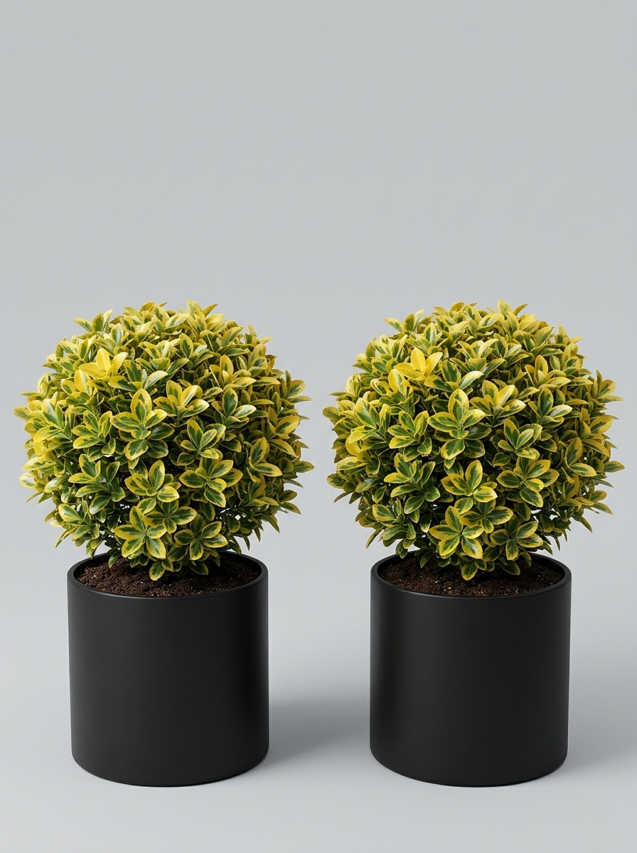 Golden Variegated Japanese Spindle Ball Topiary Pair - Aura & Lumo