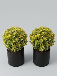 Golden Variegated Japanese Spindle Ball Topiary Pair - Aura & Lumo