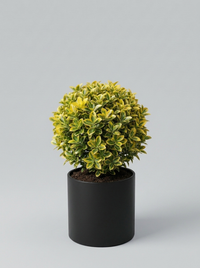 Golden Variegated Japanese Spindle Ball Topiary Pair - Aura & Lumo
