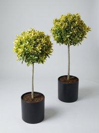Golden Variegated Japanese Spindle Lollipop Topiary Pair - Aurelio & Gilda