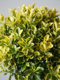 Golden Variegated Japanese Spindle Lollipop Topiary Pair - Aurelio & Gilda