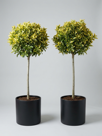 Golden Variegated Japanese Spindle Lollipop Topiary Pair - Aurelio & Gilda