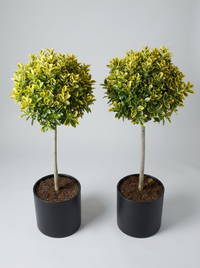 Golden Variegated Japanese Spindle Lollipop Topiary Pair - Aurelio & Gilda