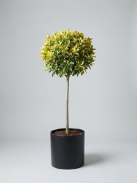 Golden Variegated Japanese Spindle Lollipop Topiary Pair - Aurelio & Gilda